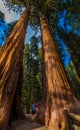 Hiker, admiring Giant Sequoia trees Royalty Free Stock Photo