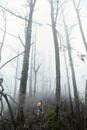 Hiker with backpack climbs through the destroyed forest on volcano after an ash eruption. Dead jungle with bare tree trunks and Royalty Free Stock Photo