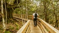 Hiker with backpack walking on a wooden footbridge through the ancient Tejedelo yew forest in Zamora, Spain.