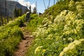 Hiker On Colorado Mountain Trail With White Lovage Wildflowers Royalty Free Stock Photo