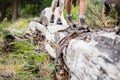 Hiker couple walking on tree trunk Royalty Free Stock Photo