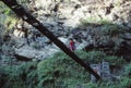 Hiker crossing suspension bridge Royalty Free Stock Photo