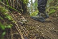 hiker discovering a camouflaged frog on a trail Royalty Free Stock Photo