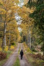 Hiker on a forest road in fall season Royalty Free Stock Photo