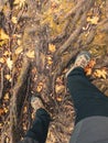 Hiker looking down at boots among tree roots and fallen autumn leaves Royalty Free Stock Photo