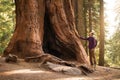 Hiker man in Sequoia National Park. Traveler male looking at the giant sequoia tree, California, USA Royalty Free Stock Photo