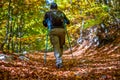 Hiker man walking on forest path between colorful autumn trees Royalty Free Stock Photo