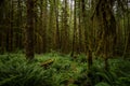 HIker In Orange Coat Traverses Thick Fern Forest Royalty Free Stock Photo