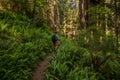 Hiker Passes Through Thick Fern Grove In Redwood