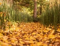 A hiker path in the forest with beautiful colors