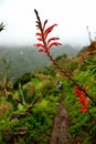 Hiker path with a red plant on green background