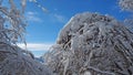 Hiker point of view. Closeup legs with snowshoes walking on snow surface. Snowshoeing on fresh snow Royalty Free Stock Photo