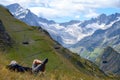 Hiker resting on grass near ski station Les deux Alpes and view on Alpine mountains peaks in summer, Isere, France