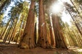 Hiker in Sequoia national park in California, USA