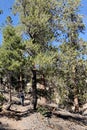 Upper Bristlecone Loop Trail, Mt. Charleston, Nevada