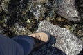 Hiker wade a rocky mountain stream with very used trekking boots. Royalty Free Stock Photo