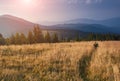 Hiker is walking along the trail through tall grass in the mountains. View on the wooded hills and hazy peaks in the distance. Royalty Free Stock Photo