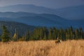 Hiker is walking along the trail through tall grass in the mountains. View on the wooded hills and hazy peaks in the distance. Royalty Free Stock Photo