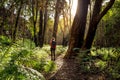 Hiker walking in the Australian bushland Royalty Free Stock Photo