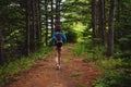 Hiker walking on forest path Royalty Free Stock Photo