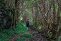 Hiker walking through the path in the forest at the Pico Island, Azores, Portugal