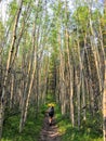 Hiker walking through sprawling poplar forest deep in the Canadian rockies outside of Nordegg Royalty Free Stock Photo