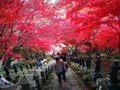 The stone steps at Mount Oyama on an Autumn Day