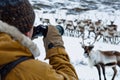 hiker watching herd of reindeer on snowy tundra through binoculars Royalty Free Stock Photo