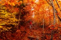 Hiker woman with backpack on trail and orange autumnal forest