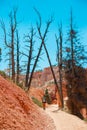 Hiker woman in Bryce Canyon hiking looking and enjoying view during her hike wearing hikers backpack. Royalty Free Stock Photo