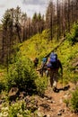 Hikers backpackers on a forest trail in spring Royalty Free Stock Photo