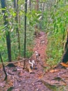 Hikers climbing downslope in rainforest