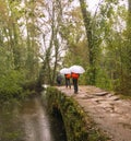Hikers crossing a moss-covered old stone bridge in the rain with umbrellas, bright red backpacks