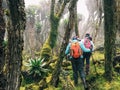 Hikers in the Rwenzori Mountains, Uganda Royalty Free Stock Photo