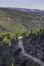 Hikers on a Forest Path in the Judea Mountains near Jerusalem, Israel Royalty Free Stock Photo