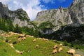 Flock of sheep in bucegi mountains,romania