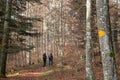 Hikers on their way to Chasseral a mountain in Switzerland through the forest