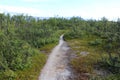 Hikers trail through forest in abisko national park, northern sweden Royalty Free Stock Photo