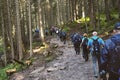 Hikers on the trail in the forest