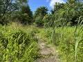 Hikers trail, with grasses, wild plants and trees in, Hirst Wood Shipley, UK