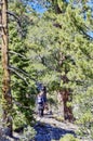 Upper Bristlecone Loop Trail, Mt. Charleston, Nevada