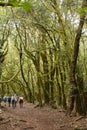 Hikers walking in the national park Garajonay La Gomera