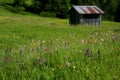 Dolomiti meadows full of flowers Royalty Free Stock Photo