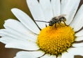 Bee on a daisy