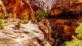 Hiking along the deep Ravines on the Canyon Overlook Trail in Zion National Park Royalty Free Stock Photo