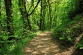 Hiking along a path in the Black Forest, Germany