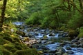 Hiking along Tanner Creek In the Columbia River Gorge Royalty Free Stock Photo