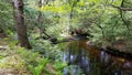 Wooded stream in Rhode Island Royalty Free Stock Photo