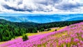 Hiking through alpine meadows covered in pink fireweed wildflowers in the high alpine