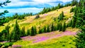 Hiking through alpine meadows covered in pink fireweed wildflowers in the high alpine Royalty Free Stock Photo